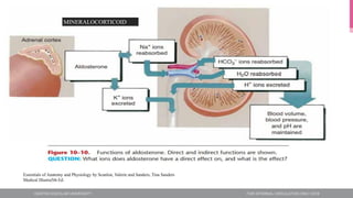 Essentials of Anatomy and Physiology by Scanlon, Valerie and Sanders, Tina Sanders
Medical Illustra5th Ed.
MINERALOCORTICOID
 