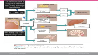 Helps the body adapt to stress
and repair damaged tissues
GLUCOCORTICOID
Anti-inflammatory effect, &
widely used in ointments to
relieve swelling & other signs
of inflammation
 