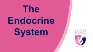 The
Endocrine
System
 