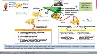 https://www.austincc.edu/apreview/PhysText/Endocrine.html
Cortisol can help control blood sugar levels, regulate metabolism, help reduce inflammation, and assist with memory formulation. It has a
controlling effect on salt and water balance and helps control blood pressure.
hypothalamic–
pituitary–
adrenal (HPA)
axis
 
