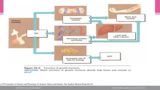 p.229 Essentials of Anatomy and Physiology by Scanlon, Valerie and Sanders, Tina Sanders Medical Illustra5th Ed.
 
