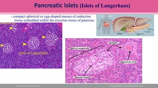 Pancreatic Islets (Islets of Langerhans)
- compact spherical or egg-shaped masses of endocrine
tissue embedded within the exocrine tissue of pancreas
Islets of Langerhans
 