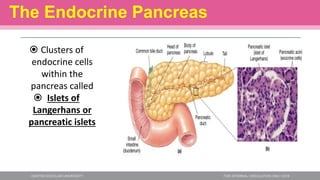 The Endocrine Pancreas
 Clusters of
endocrine cells
within the
pancreas called
 Islets of
Langerhans or
pancreatic islets
 