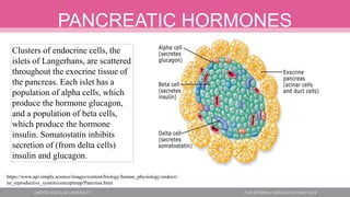 PANCREATIC HORMONES
Clusters of endocrine cells, the
islets of Langerhans, are scattered
throughout the exocrine tissue of
the pancreas. Each islet has a
population of alpha cells, which
produce the hormone glucagon,
and a population of beta cells,
which produce the hormone
insulin. Somatostatin inhibits
secretion of (from delta cells)
insulin and glucagon.
https://www.api.simply.science/images/content/biology/human_physiology/endocri
ne_reproductive_system/conceptmap/Pancreas.html
 