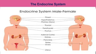 The Endocrine System
 