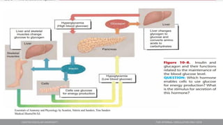 Essentials of Anatomy and Physiology by Scanlon, Valerie and Sanders, Tina Sanders
Medical Illustra5th Ed.
 