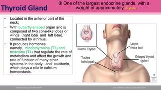 • Located in the anterior part of the
neck;
• With butterfly-shaped organ and is
composed of two cone-like lobes or
wings, (right lobe and left lobe),
connected by isthmus.
• It produces hormones
namely, triiodothyronine (T3) and
thyroxine (T4) that regulate the rate of
metabolism and affect the growth and
rate of function of many other
systems in the body and calcitonin,
which plays a role in calcium
homeostasis.
Thyroid Gland
 One of the largest endocrine glands, with a
weight of approximately 20 gram.
 