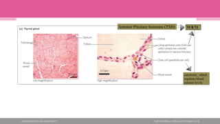 calcitonin , which
regulates blood
calcium levels.
 