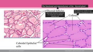 Thyroid follicles
Colloid
Cuboidal Epithelial
cells
The functional unit (parenchyma) of the thyroid gland
The follicles are variable in size
and contain a homogenous colloid
Spheroidal structures composed
of a single layer of cuboidal
epithelial cells
 