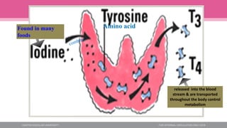 Amino acid
Found in many
foods
released into the blood
stream & are transported
throughout the body control
metabolism
 