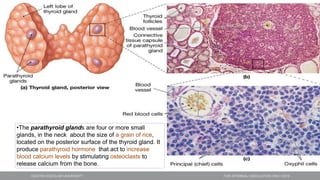 •The parathyroid glands are four or more small
glands, in the neck about the size of a grain of rice,
located on the posterior surface of the thyroid gland. It
produce parathyroid hormone that act to increase
blood calcium levels by stimulating osteoclasts to
release calcium from the bone.
 