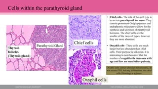 Thyroid
follicles
(Thyroid gland)
Parathyroid Gland
Chief cells
Oxyphil cells
• Chief cells– The role of this cell type is
to secrete parathyroid hormone. They
contain prominent Golgi apparatus and
endoplasmic reticulum to allow for the
synthesis and secretion of parathyroid
hormone. The chief cells are the
smaller of the two cell types, however
they are more abundant.
• Oxyphil cells– These cells are much
larger but less abundant than chief
cells. Their purpose is unknown. It is
interesting to note however that the
number of oxyphil cells increases with
age and few are seen before puberty.
Cells within the parathyroid gland
Oxyphil cells contain abundant mitochondria, do
not secrete PTH, but may differentiate into chief
cells (Histology at a glance)
 