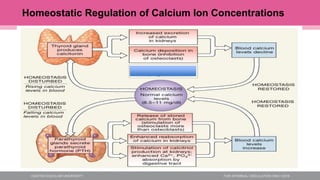 Homeostatic Regulation of Calcium Ion Concentrations
 