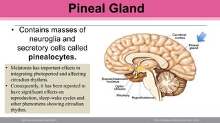Pineal Gland
• Contains masses of
neuroglia and
secretory cells called
pinealocytes.
• Synthesize melatonin
• Melatonin has important effects in
integrating photoperiod and affecting
circadian rhythms.
• Consequently, it has been reported to
have significant effects on
reproduction, sleep-wake cycles and
other phenomena showing circadian
rhythm.
 