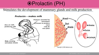 Prolactin (PH)
Stimulates the development of mammary glands and milk production
 
