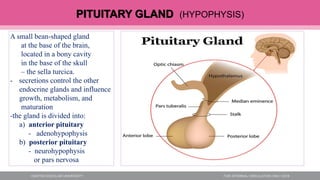 PITUITARY GLAND (HYPOPHYSIS)
A small bean-shaped gland
at the base of the brain,
located in a bony cavity
in the base of the skull
– the sella turcica.
- secretions control the other
endocrine glands and influence
growth, metabolism, and
maturation
-the gland is divided into:
a) anterior pituitary
- adenohypophysis
b) posterior pituitary
- neurohypophysis
or pars nervosa
 