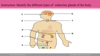 Instruction: Identify the different types of endocrine glands of the body.
 