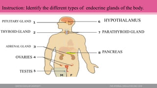 Instruction: Identify the different types of endocrine glands of the body.
HYPOTHALAMUS
PARATHYROID GLAND
THYROID GLAND
TESTIS
OVARIES
PANCREAS
ADRENAL GLAND
PITUITARY GLAND
 