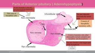 Parts of Anterior pituitary ( Adenohypophysis)
Thin zone of
basophilic cells
Consist of
basophilic
secretory cells.
Consist of secretory cells called
chromophils (include acidophils and
basophils) and chromophobes
The pars intermedia is a thin cell
layer between the pars distalis and
the neurohypophysis.
The pars distalis is the largest part
of the hypophysis.
The pars tuberalis
surrounds the neural
stalk.
 