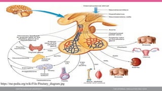https://me-pedia.org/wiki/File:Pituitary_diagram.jpg
 