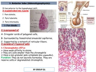 I- Anterior lobe (Adenohypophysis):
It lies anterior to the hypophyseal cleft.
It iss
ubdivided into 3 parts:
1 Pars distalis.
2 Pars tuberalis.
3 Pars intermedia.
1- Pars distalis:
It iscompos
ed of:
A- Irregular cords of polygonal cells,
B- Surrounded by fenestrated sinusoidal capillaries,
C- Supported by a network of reticular fibers.
It cons
is
tsof 2 typesof cells
:
1- Chromophobes (52%):
 Have weak affinity to stains.
They are cells smaller than the chromophils
 Have a non-granular pale cytoplasm (few organelles).
Function:They do not secrete hormones. They are
reserve cells or degranulated chromophils.
BY GROUP (6)
 