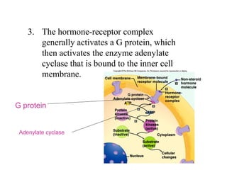 3. The hormone-receptor complex 
generally activates a G protein, which 
then activates the enzyme adenylate 
cyclase that is bound to the inner cell 
membrane.
G protein
Adenylate cyclase
 