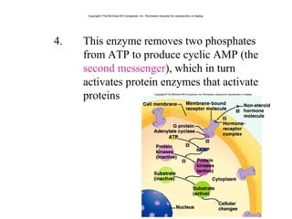 4. This enzyme removes two phosphates 
from ATP to produce cyclic AMP (the 
second messenger), which in turn 
activates protein enzymes that activate 
proteins.
Copyright©The McGraw-Hill Companies, Inc. Permission required for reproduction or display.
 