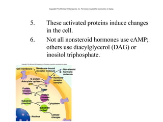 5. These activated proteins induce changes 
in the cell.
6. Not all nonsteroid hormones use cAMP; 
others use diacylglycerol (DAG) or 
inositol triphosphate. 
Copyright©The McGraw-Hill Companies, Inc. Permission required for reproduction or display.
 