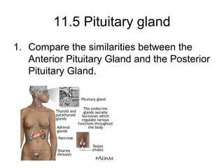 11.5 Pituitary gland
1. Compare the similarities between the
Anterior Pituitary Gland and the Posterior
Pituitary Gland.
 