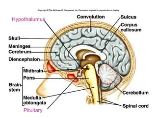 Hypothalumus
Pituitary
 