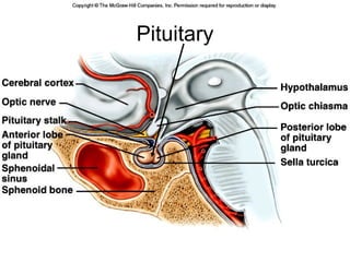 Pituitary
 