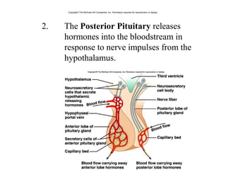 2. The Posterior Pituitary releases
hormones into the bloodstream in
response to nerve impulses from the
hypothalamus.
Copyright©The McGraw-Hill Companies, Inc. Permission required for reproduction or display.
 