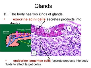 Glands
B. The body has two kinds of glands,
• exocrine acini cells(secretes products into
ducts)
• endocrine langerhan cells (secrete products into body
fluids to affect target cells).
 