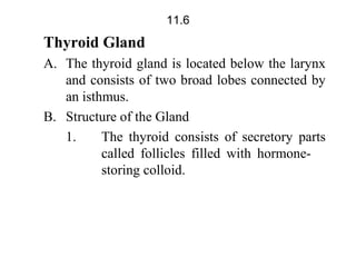 Thyroid Gland
A. The thyroid gland is located below the larynx
and consists of two broad lobes connected by
an isthmus.
B. Structure of the Gland
1. The thyroid consists of secretory parts
called follicles filled with hormone-
storing colloid.
11.6
 