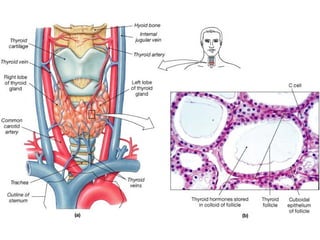 Copyright©The McGraw-Hill Companies, Inc. Permission required for reproduction or display.
 