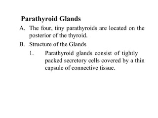 Parathyroid Glands
A. The four, tiny parathyroids are located on the
posterior of the thyroid.
B. Structure of the Glands
1. Parathyroid glands consist of tightly
packed secretory cells covered by a thin
capsule of connective tissue.
 