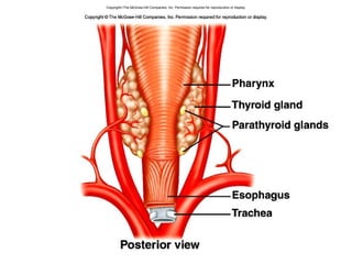 Copyright©The McGraw-Hill Companies, Inc. Permission required for reproduction or display.
 