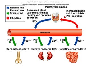 Copyright©The McGraw-Hill Companies, Inc. Permission required for reproduction or display.
 