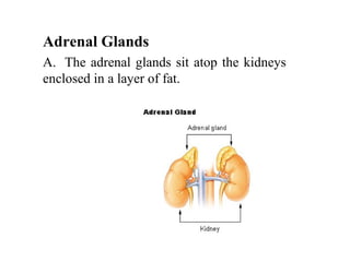 Adrenal Glands
A. The adrenal glands sit atop the kidneys
enclosed in a layer of fat.
 