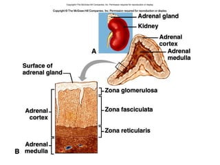 Copyright©The McGraw-Hill Companies, Inc. Permission required for reproduction or display.
 