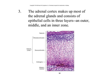 3. The adrenal cortex makes up most of
the adrenal glands and consists of
epithelial cells in three layers--an outer,
middle, and an inner zone.
Copyright©The McGraw-Hill Companies, Inc. Permission required for reproduction or display.
 