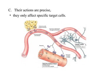 C. Their actions are precise, 
• they only affect specific target cells.
 