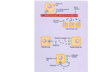 Endocrine System-I