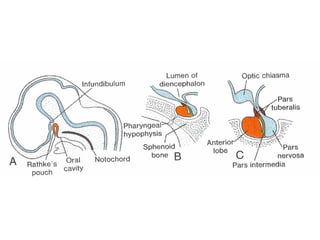 Endocrine System-I