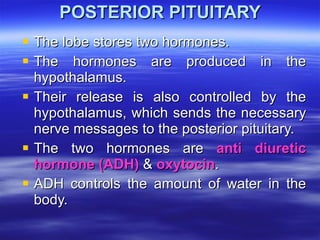 POSTERIOR PITUITARY ,[object Object],[object Object],[object Object],[object Object],[object Object]