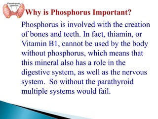 Phosphorus is involved with the creation
of bones and teeth. In fact, thiamin, or
Vitamin B1, cannot be used by the body
without phosphorus, which means that
this mineral also has a role in the
digestive system, as well as the nervous
system. So without the parathyroid
multiple systems would fail.
 