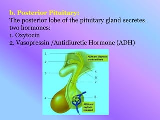b. Posterior Pituitary:
The posterior lobe of the pituitary gland secretes
two hormones:
1. Oxytocin
2. Vasopressin /Antidiuretic Hormone (ADH)
 