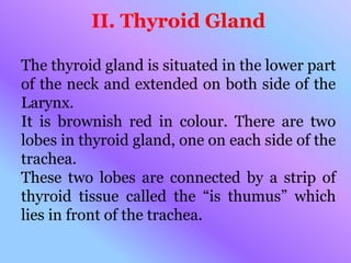 II. Thyroid Gland
The thyroid gland is situated in the lower part
of the neck and extended on both side of the
Larynx.
It is brownish red in colour. There are two
lobes in thyroid gland, one on each side of the
trachea.
These two lobes are connected by a strip of
thyroid tissue called the “is thumus” which
lies in front of the trachea.
 