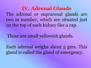 IV. Adrenal Glands
The adrenal or suprarenal glands are
two in number, which are situated just
on the top of each kidney like a cap.
These are small yellowish glands.
Each adrenal weighs about 5 gms. This
gland is called the gland of emergency.
 