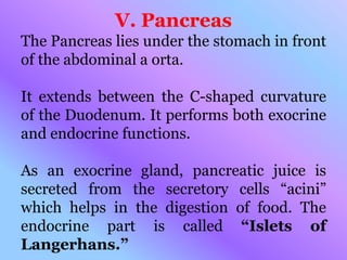 V. Pancreas
The Pancreas lies under the stomach in front
of the abdominal a orta.
It extends between the C-shaped curvature
of the Duodenum. It performs both exocrine
and endocrine functions.
As an exocrine gland, pancreatic juice is
secreted from the secretory cells “acini”
which helps in the digestion of food. The
endocrine part is called “Islets of
Langerhans.”
 